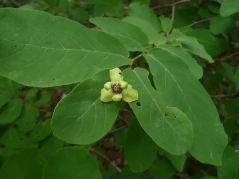 Friesodielsia