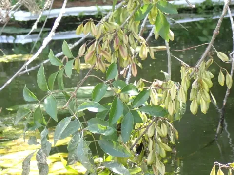 Carolina ash