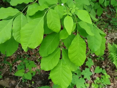 Chinese ash