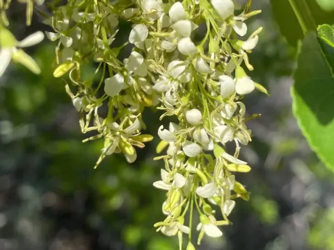Two-petal ash