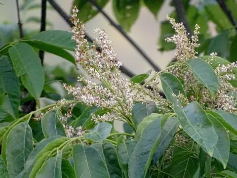 Himalayan manna ash