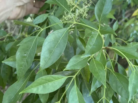 Ясень Гриффита