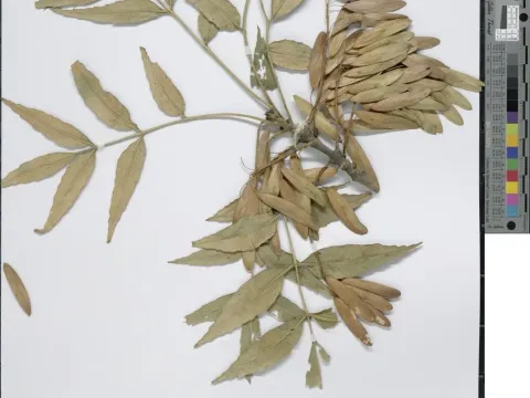 Balkan ash