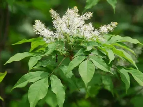 Long-cusped ash