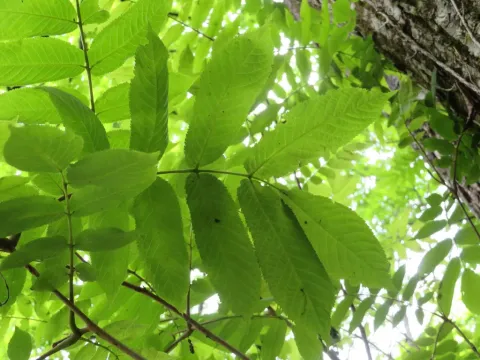 Korean ash