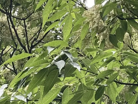 Island ash