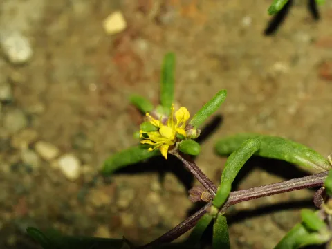 Jatropha spinosa