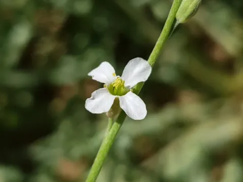 Farsetia