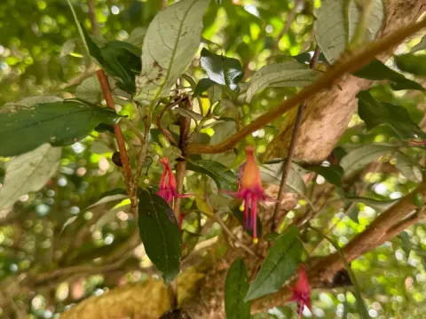 Tree fuchsia