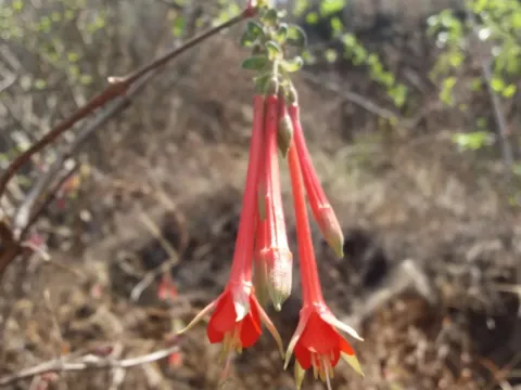Fuchsia fulgens