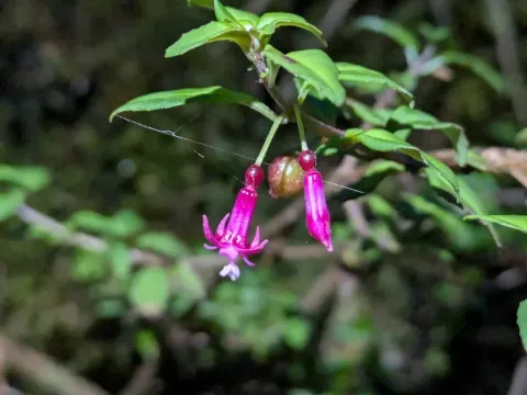 Fuchsia microphylla