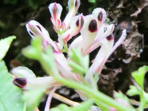 Common fumitory