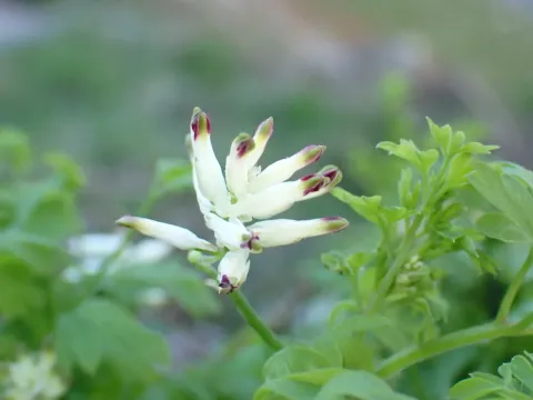 White ramping-fumitory