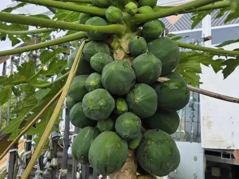 Carica