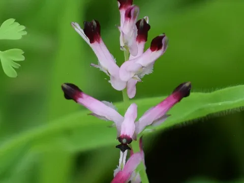 Common ramping-fumitory