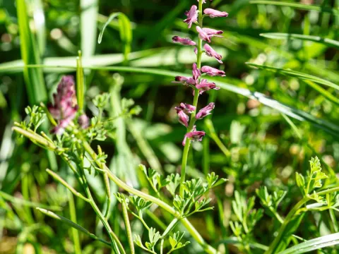 Fumaria rostellata
