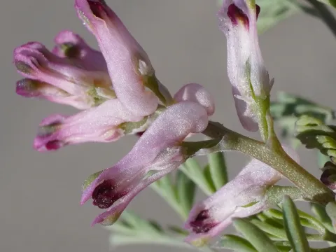 Fumaria vaillantii
