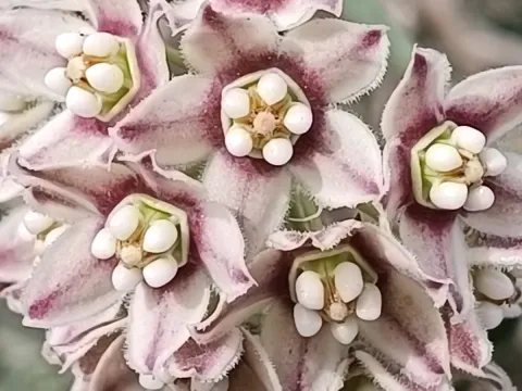 Funastrum