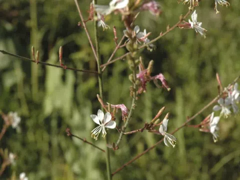 Gaura