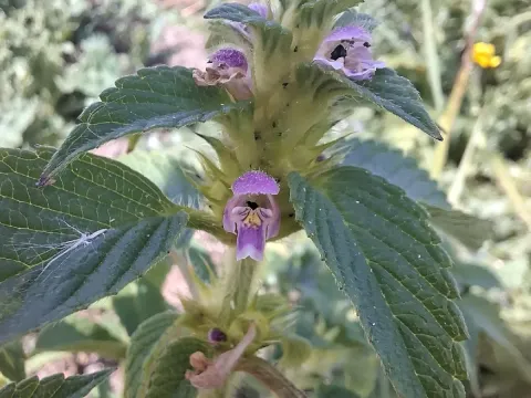 Split-lip hemp-nettle