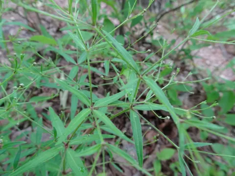 Arkansas bedstraw