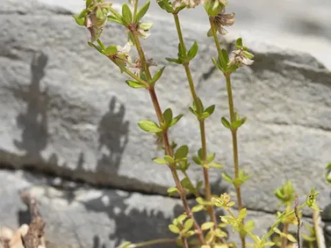 Dark-green bedstraw