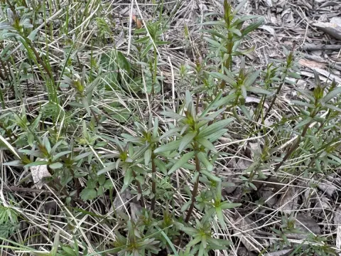Northern bedstraw