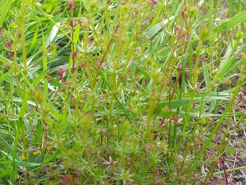 Slender bedstraw
