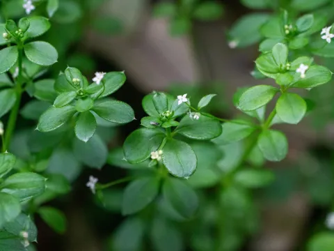 Slender bedstraw
