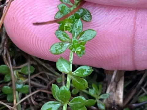Heath bedstraw