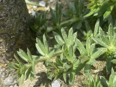 Galium humifusum