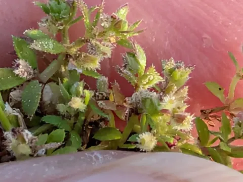 Wall bedstraw