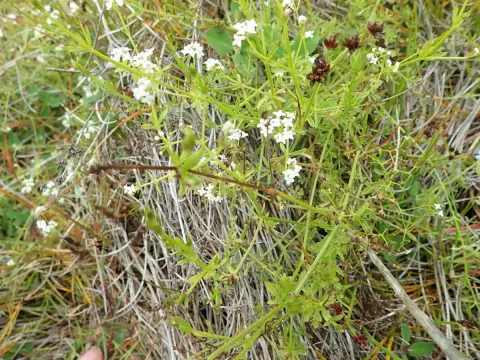 Marsh bedstraw