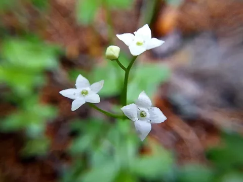 Round-leaved bedstraw