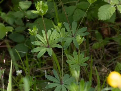 Wood bedstraw