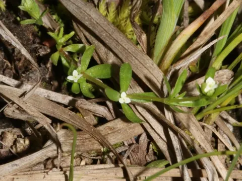 Small bedstraw