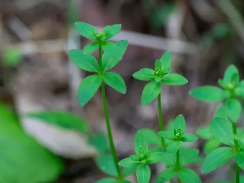 Rough-seeded bedstraw