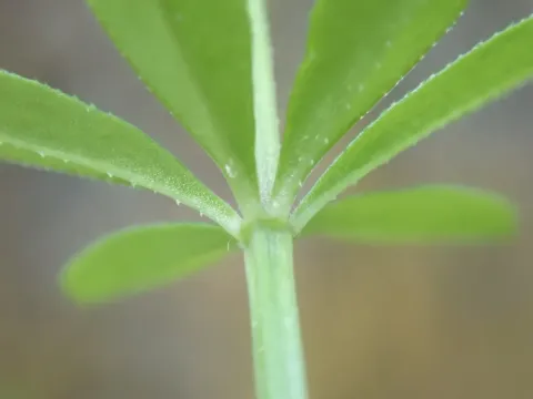 Sweet-scented bedstraw