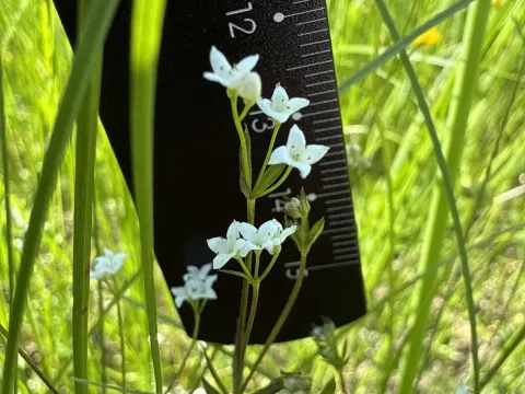Fen bedstraw