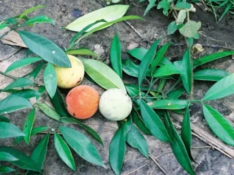 Bitter kola
