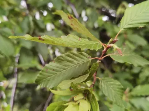 Hornbeam
