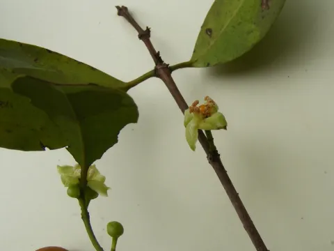 Garcinia punctata