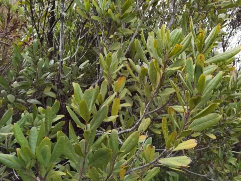 Garrya laurifolia
