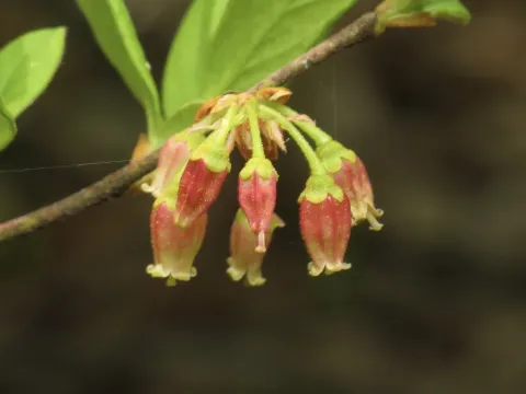 Gaylussacia