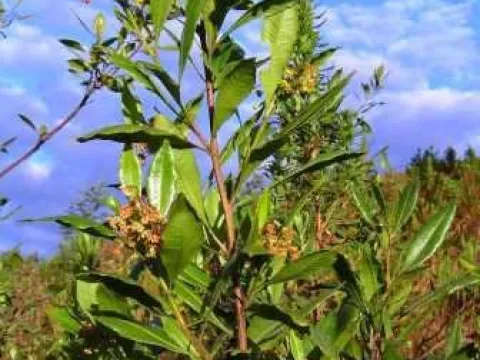 Gutenbergia