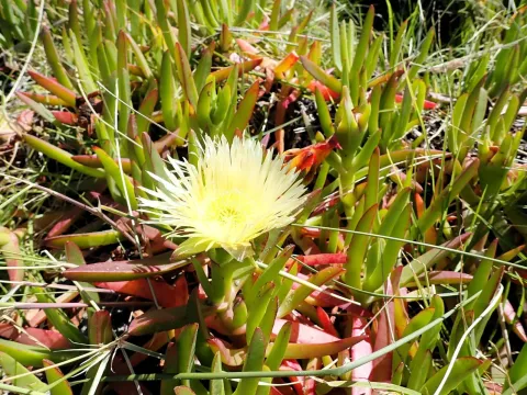 Carpobrotus