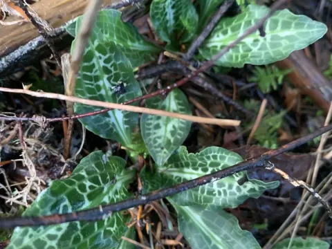 Goodyera