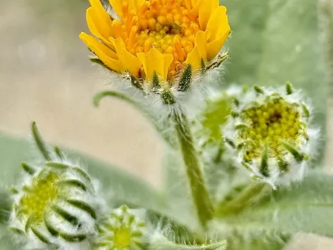 Geraea