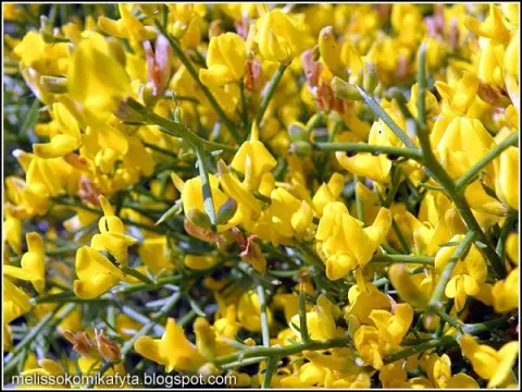 Spiny broom