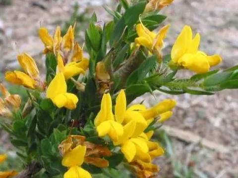 Genista berberidea